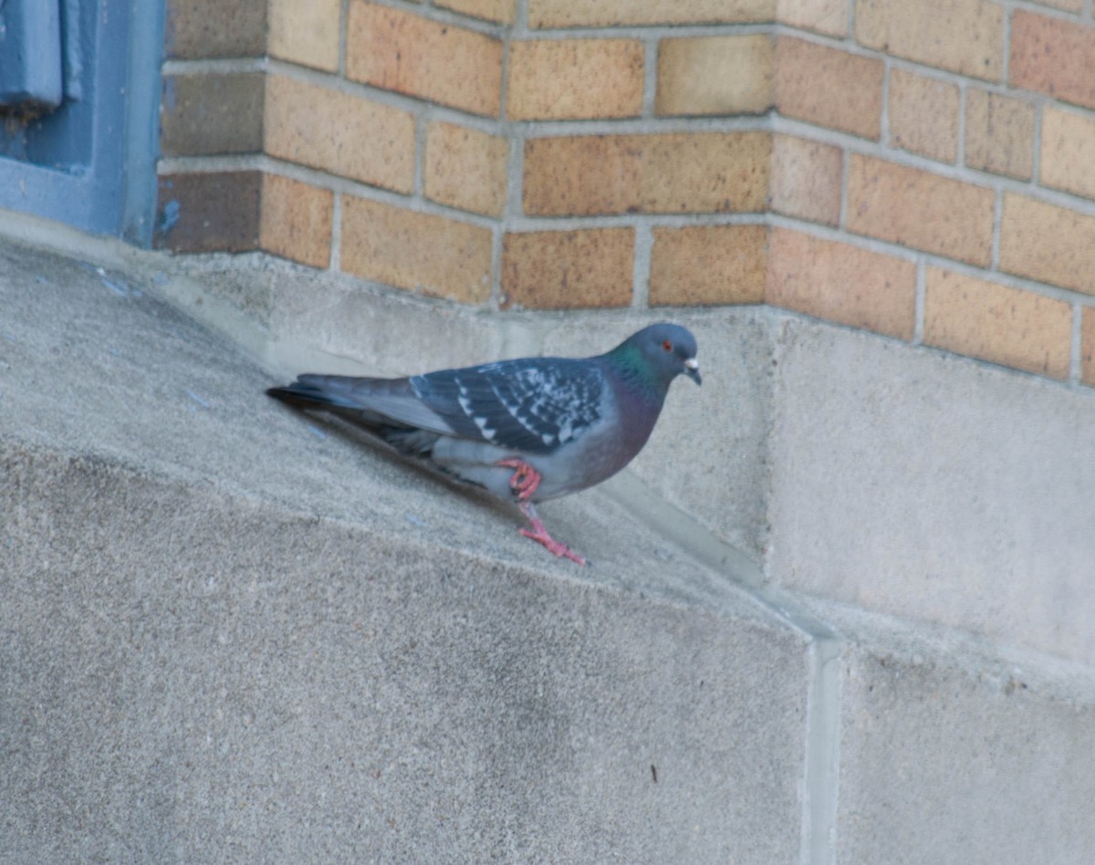 Rock Pigeon (Feral Pigeon) - ML51981761