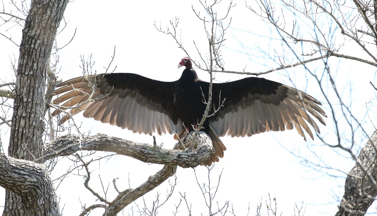 Turkey Vulture - Karl Gustafson