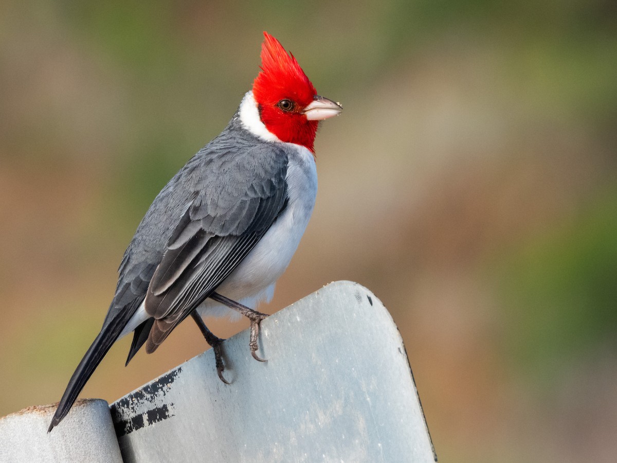 Red-crested Cardinal - Kellen Apuna