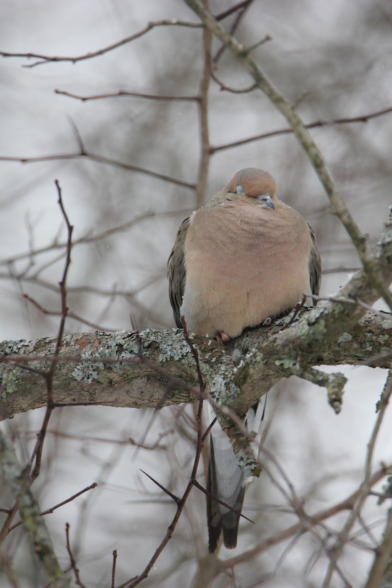 Mourning Dove - Remus James