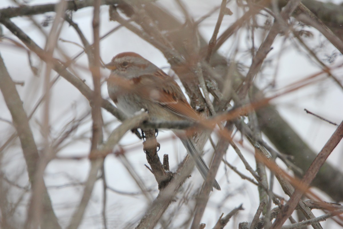 American Tree Sparrow - ML51982461
