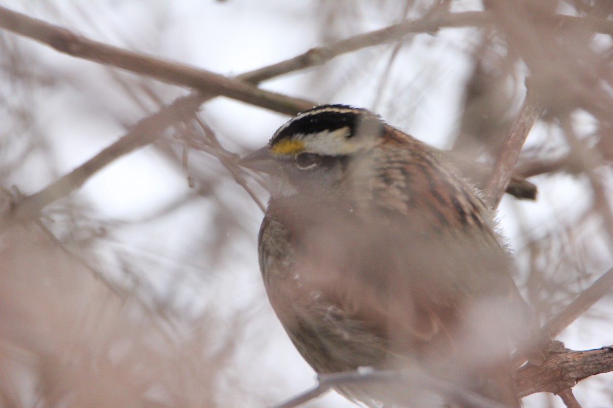 White-throated Sparrow - ML51982491