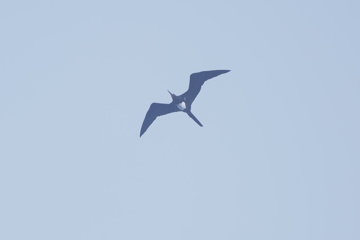 Christmas Island Frigatebird - ML519827121