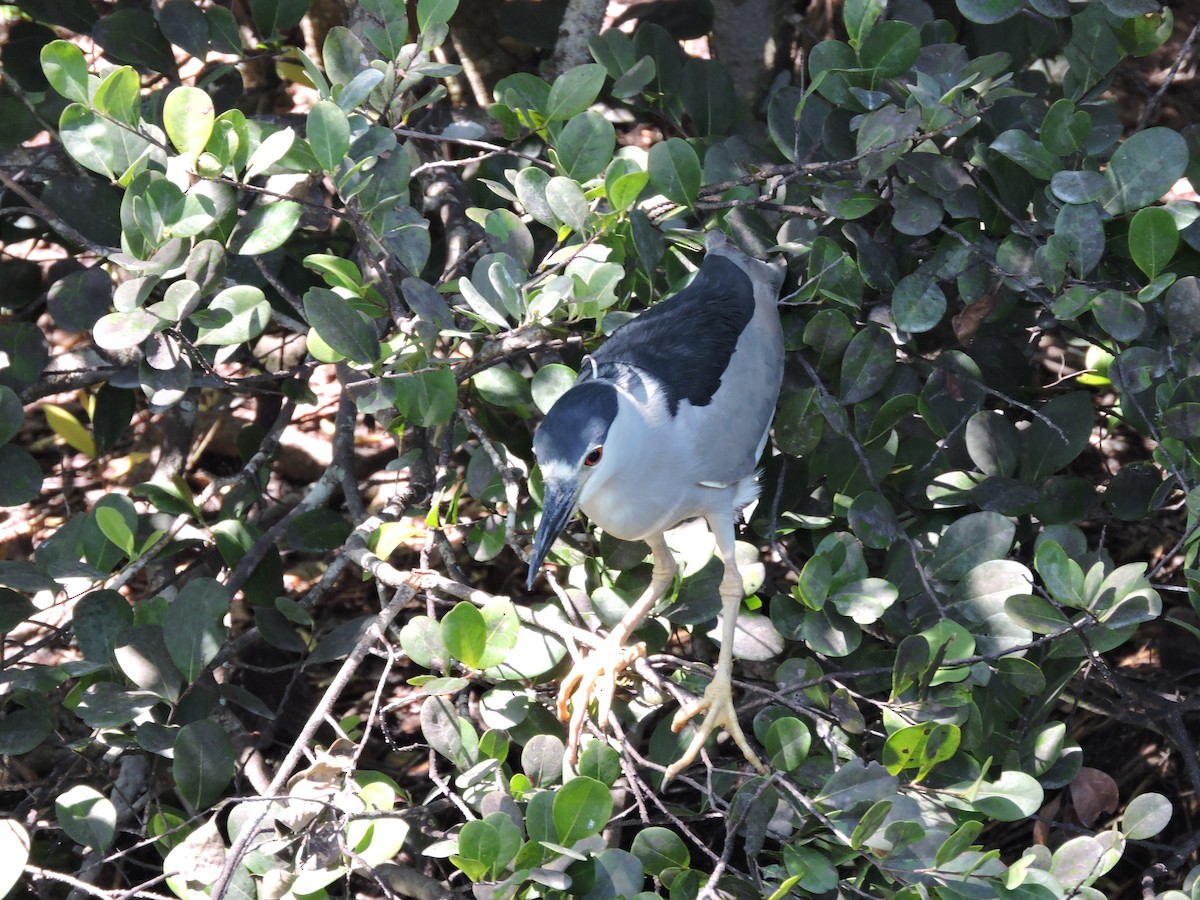 Black-crowned Night Heron - ML51982881