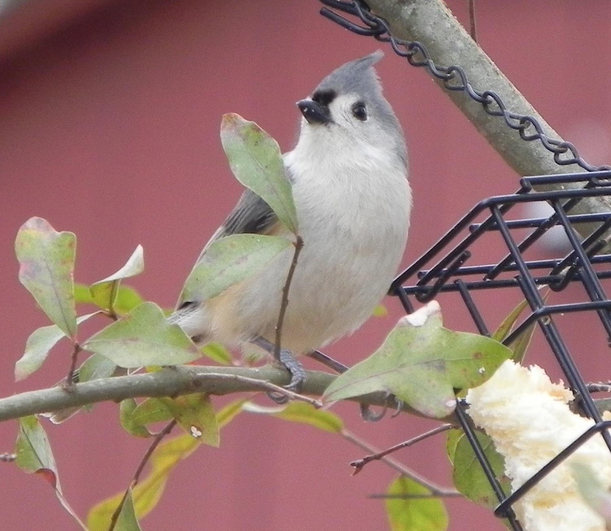 Tufted Titmouse - Colette Micallef