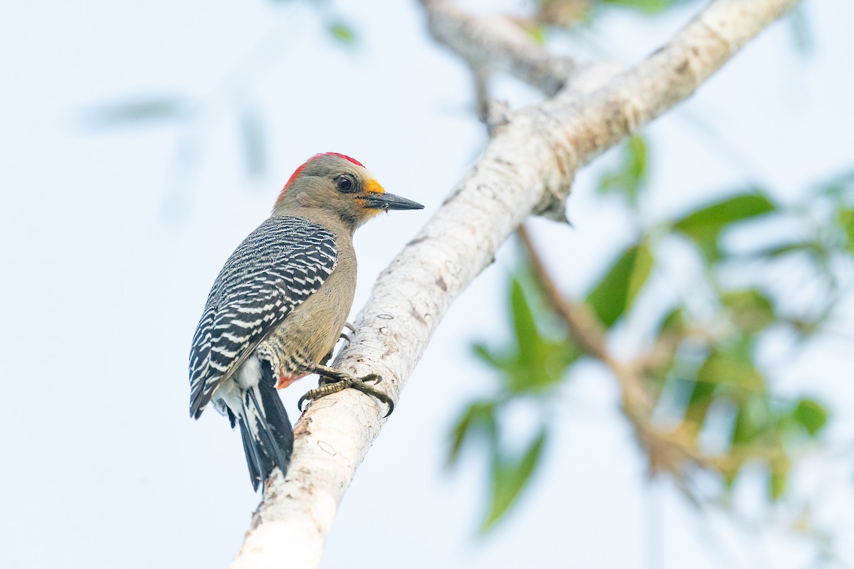 Yucatan Woodpecker - Jérémy Calvo