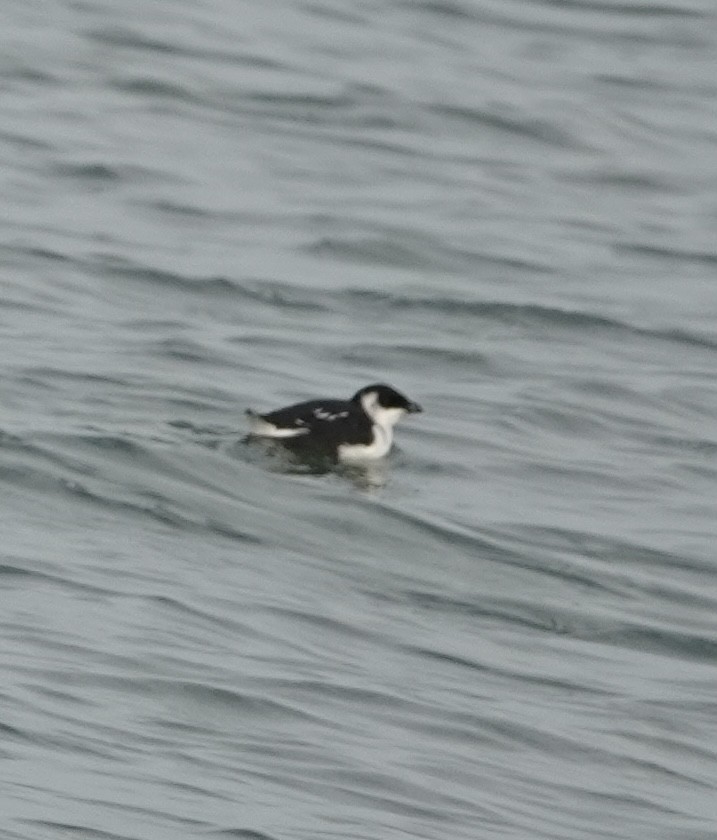 EBird Checklist 2 Jan 2023 Barnegat CBC Pelagic 7 12 Species 1 Other Taxa 