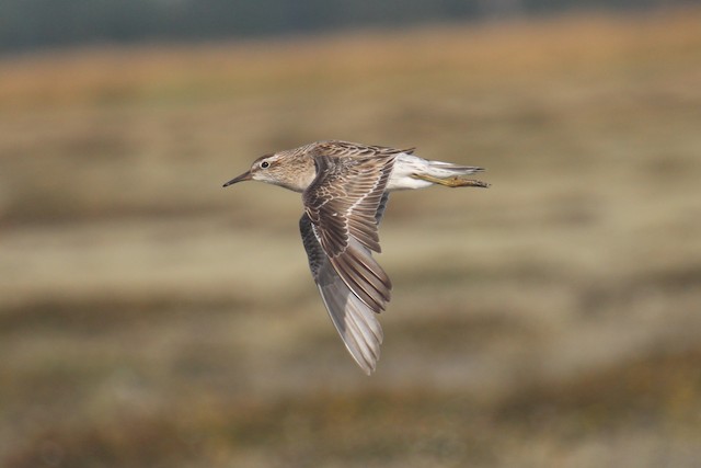 Sharp-tailed Sandpiper undergoing Preformative Molt.&nbsp; - Sharp-tailed Sandpiper - 