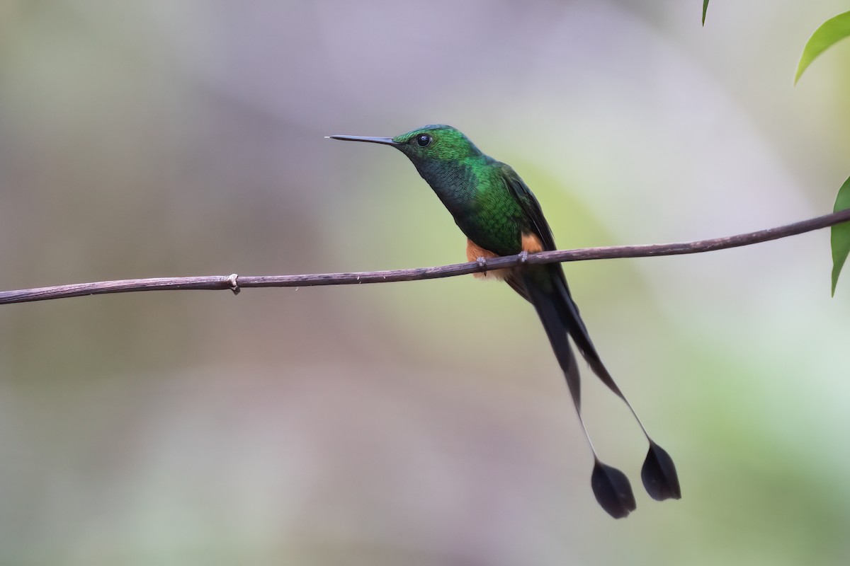 Booted Racket-tail (Peruvian) - ML519854401