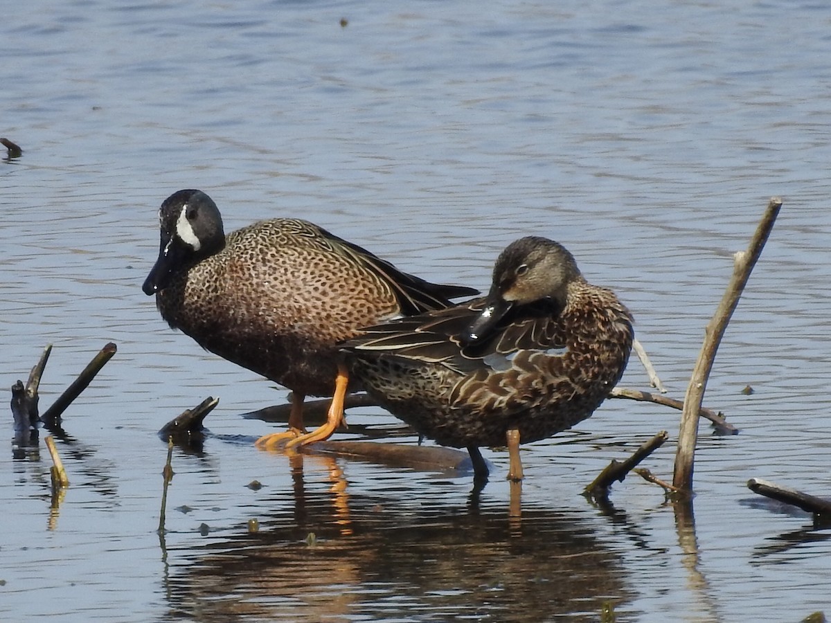 Blue-winged Teal - ML51985701