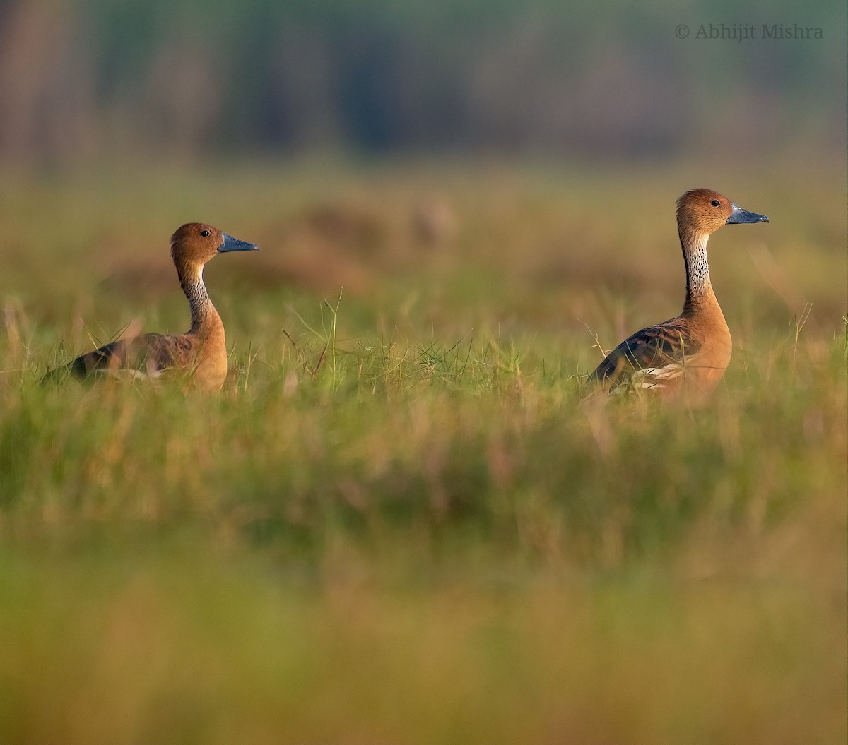 Fulvous Whistling-Duck - Abhijit Mishra