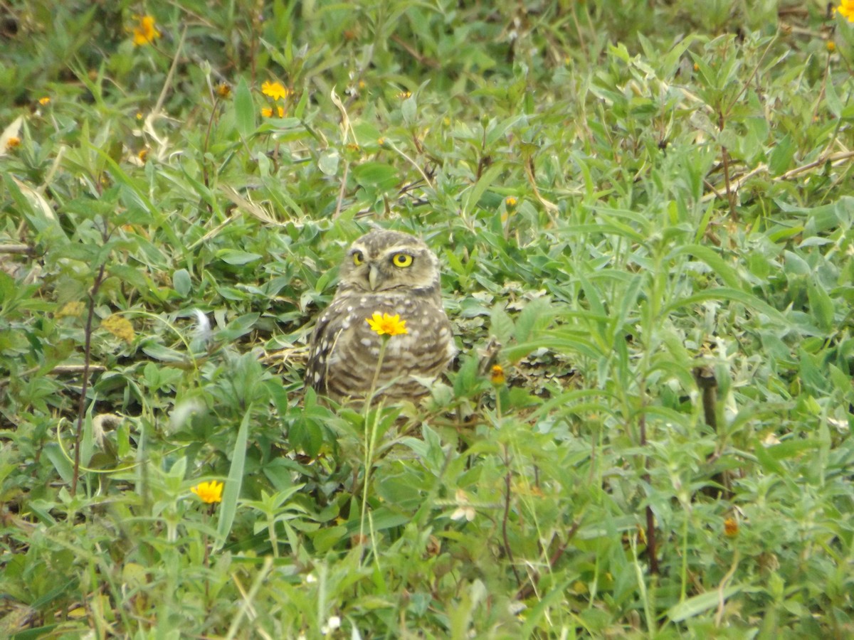 Burrowing Owl - ML519867631