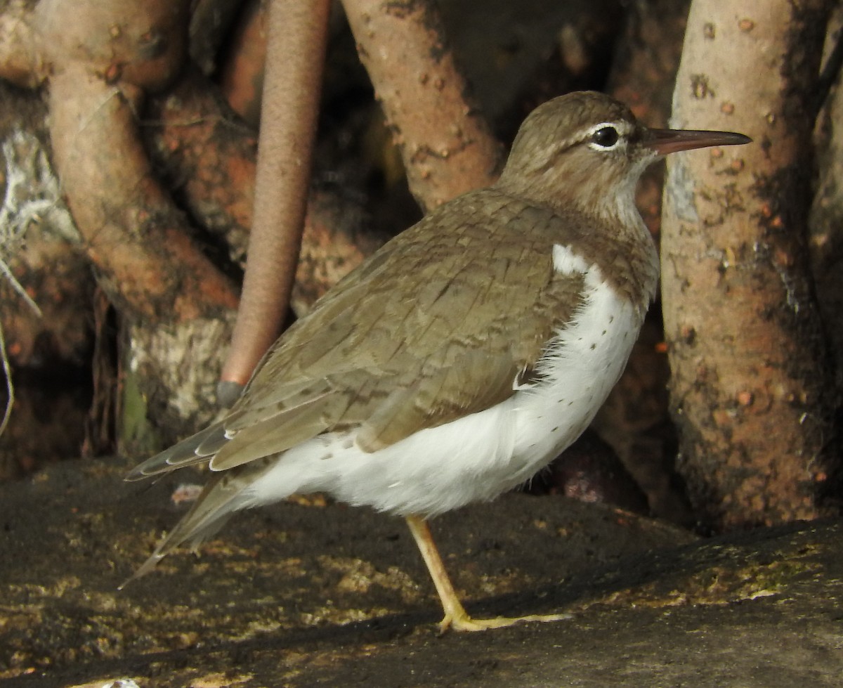 Spotted Sandpiper - Wendy Meehan