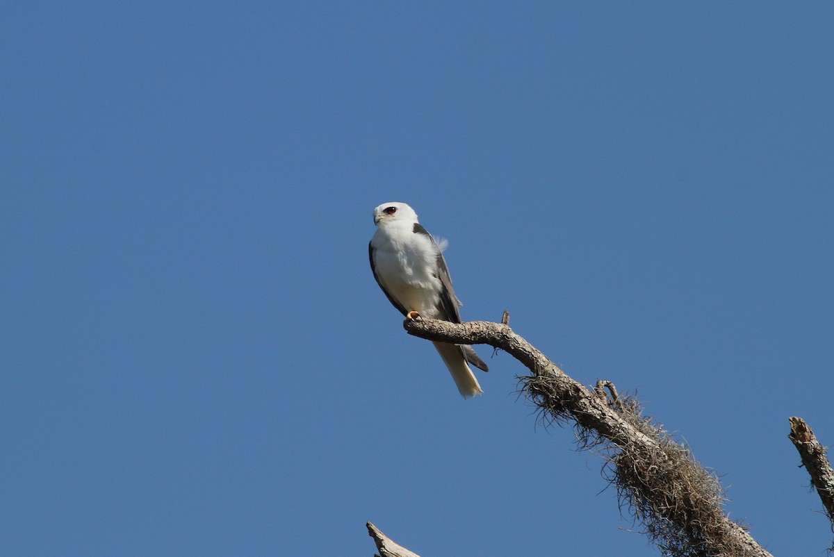 White-tailed Kite - Patrick J. Blake