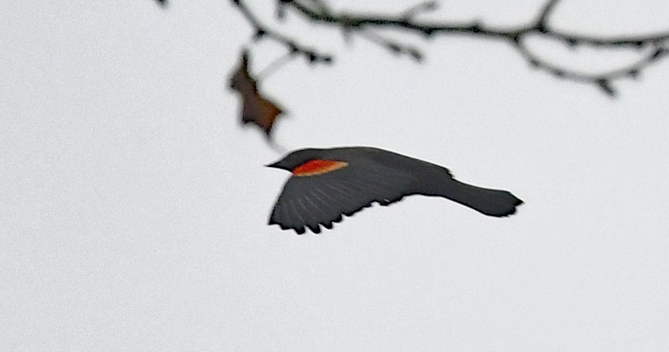 Red-winged Blackbird - ML519878051