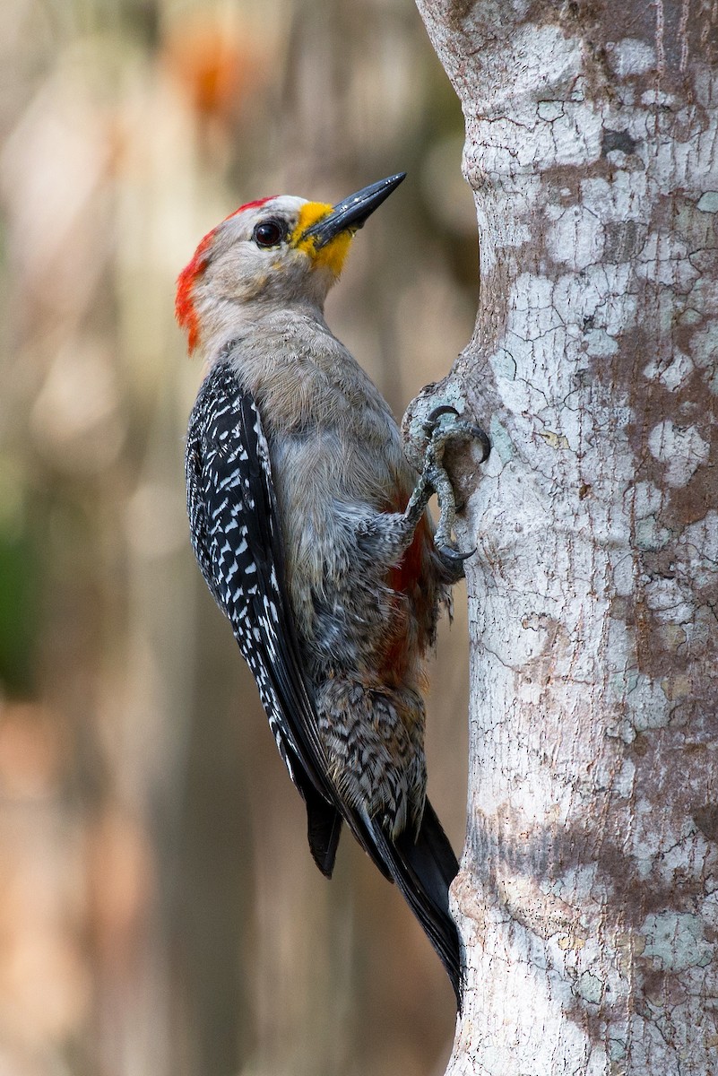 Yucatan Woodpecker - Apolinar Basora