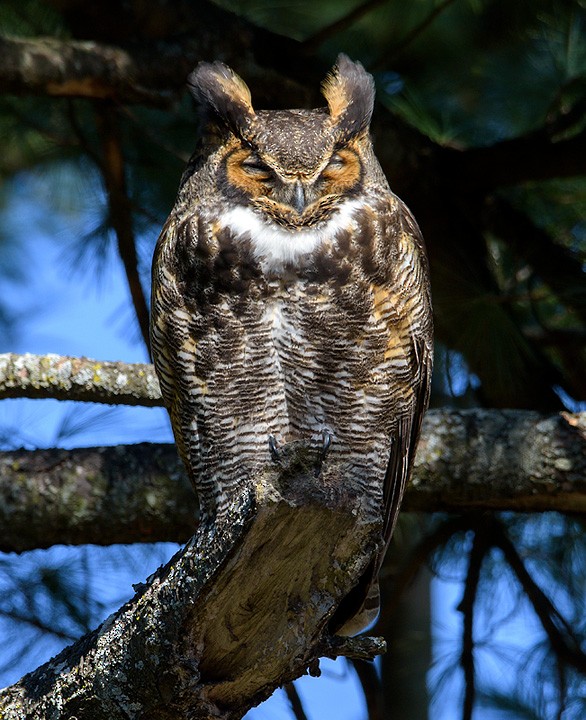 Great Horned Owl - Mike Bailey