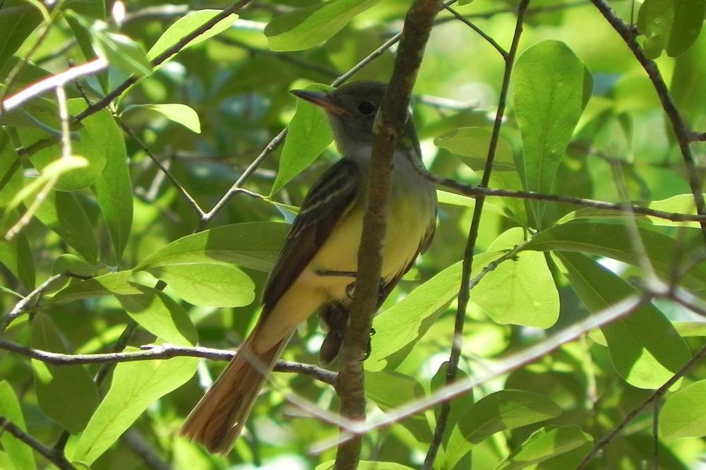 Great Crested Flycatcher - ML51988781