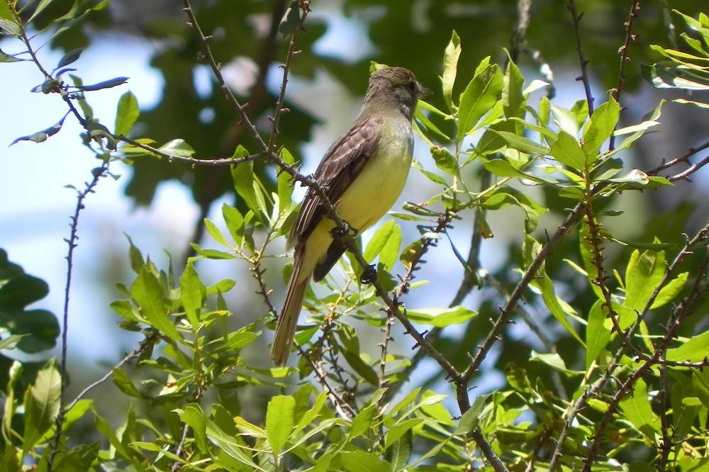 Great Crested Flycatcher - ML51988801