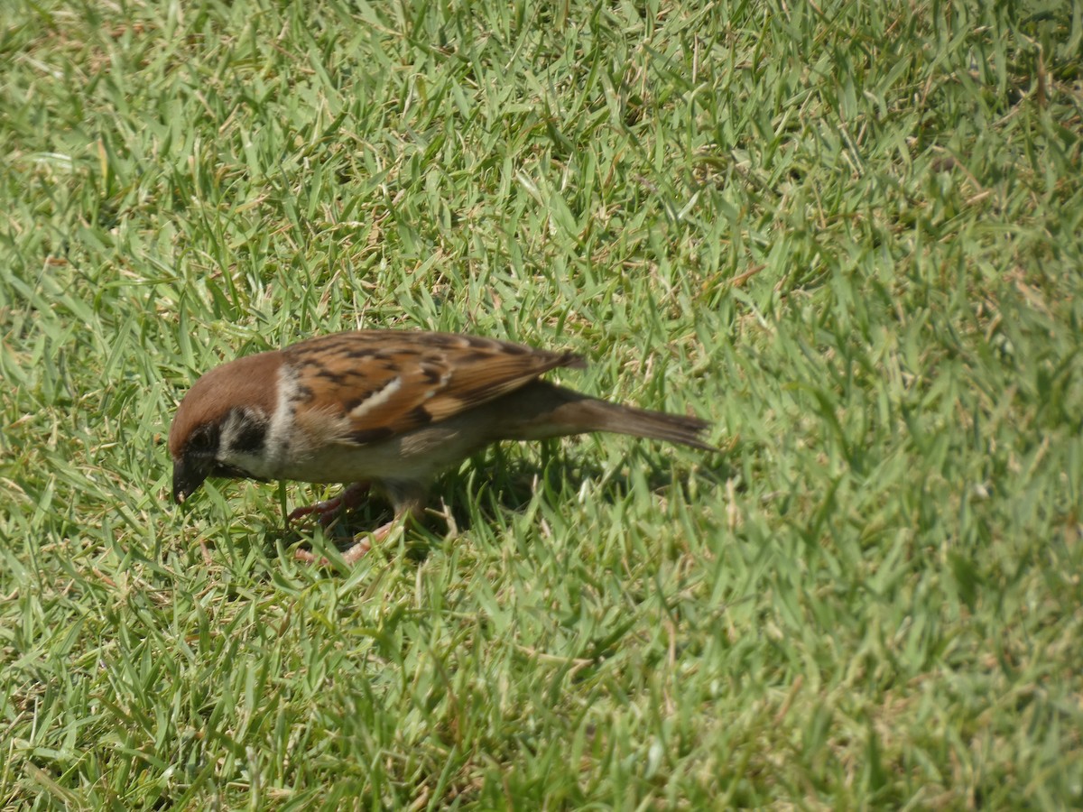 Eurasian Tree Sparrow - ML519889551