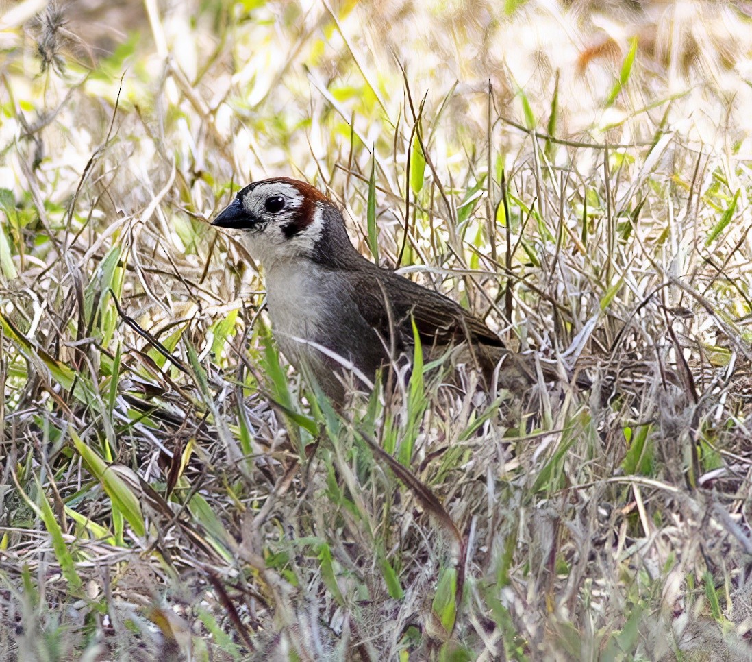 White-faced Ground-Sparrow - ML519894471
