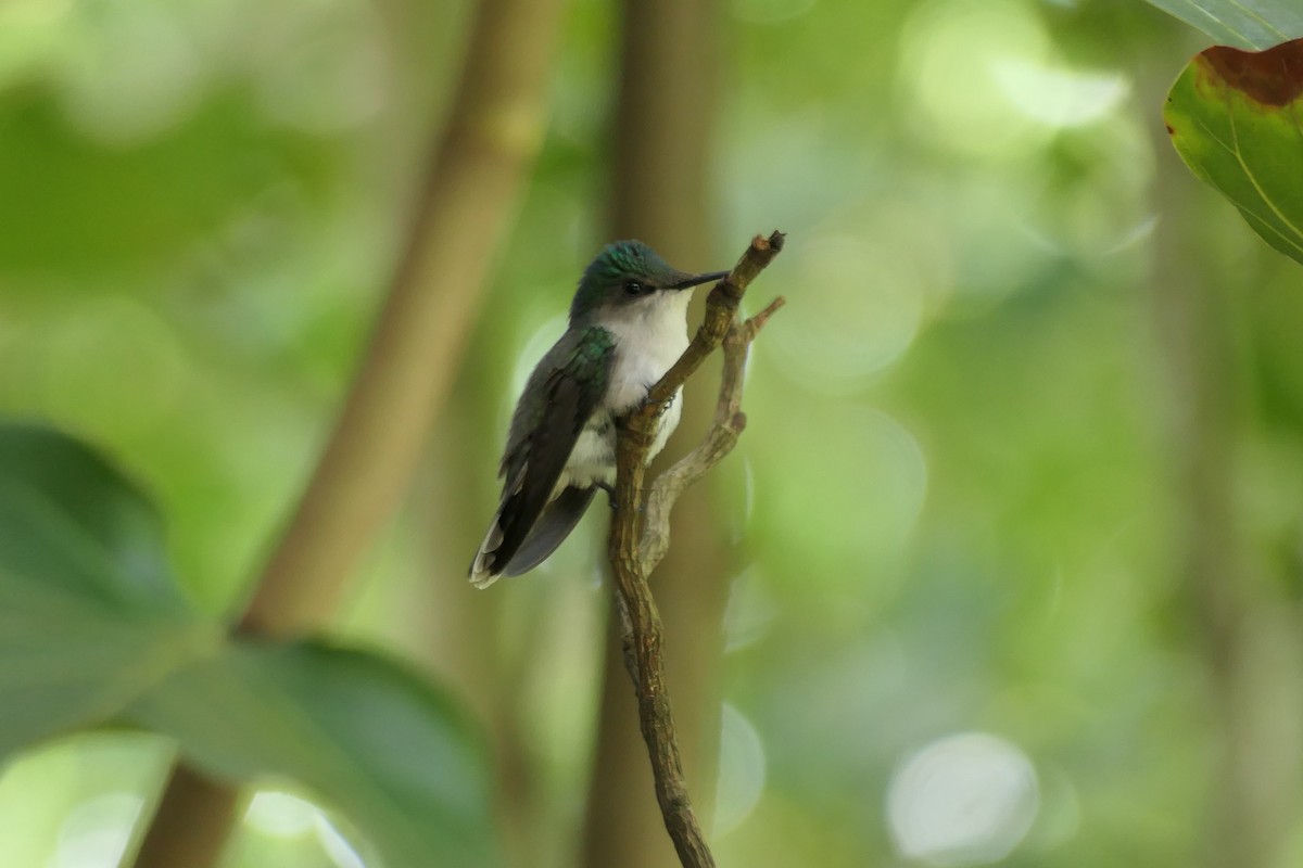 Antillean Crested Hummingbird - ML519899241