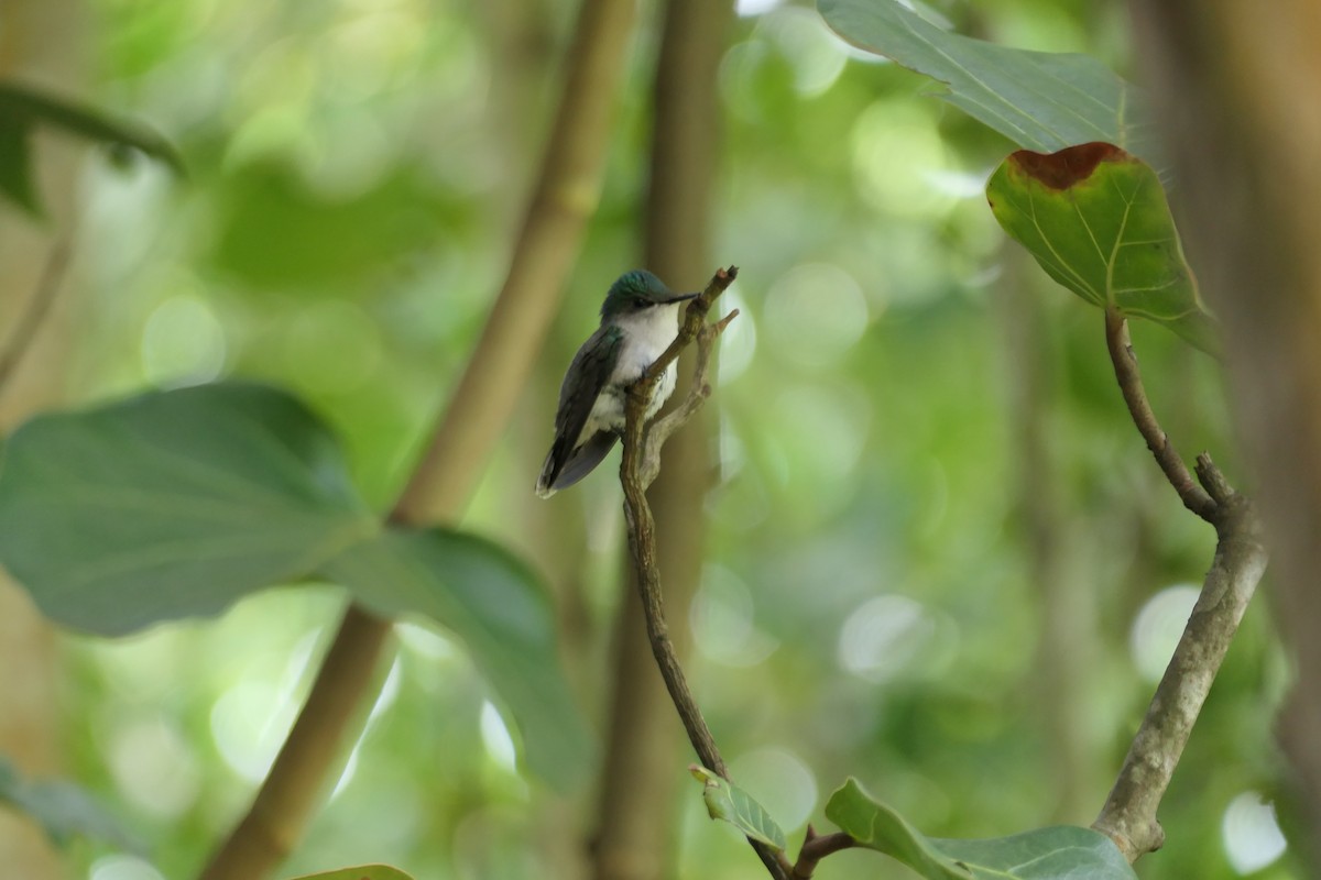 Antillean Crested Hummingbird - ML519899291