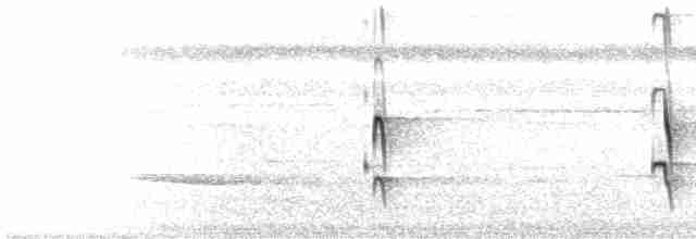  - Ochre-bellied Flycatcher