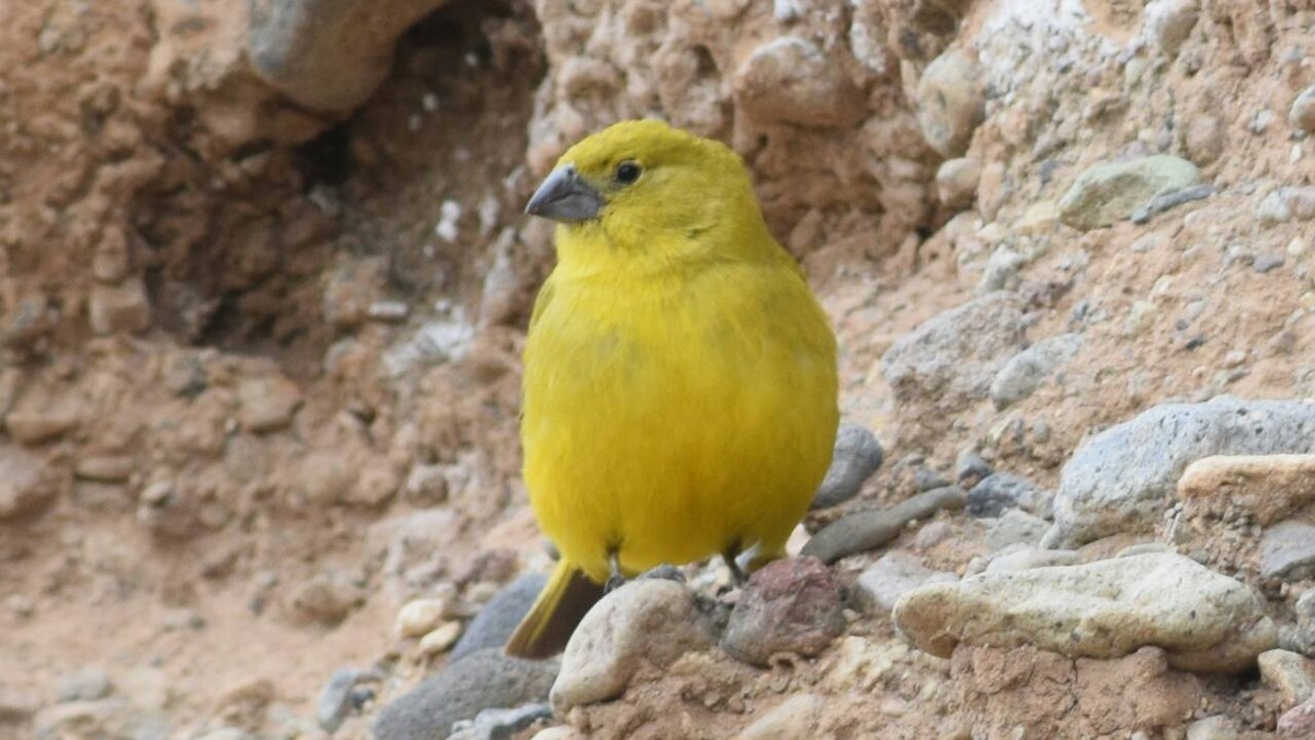 Puna Yellow-Finch - ML51990471