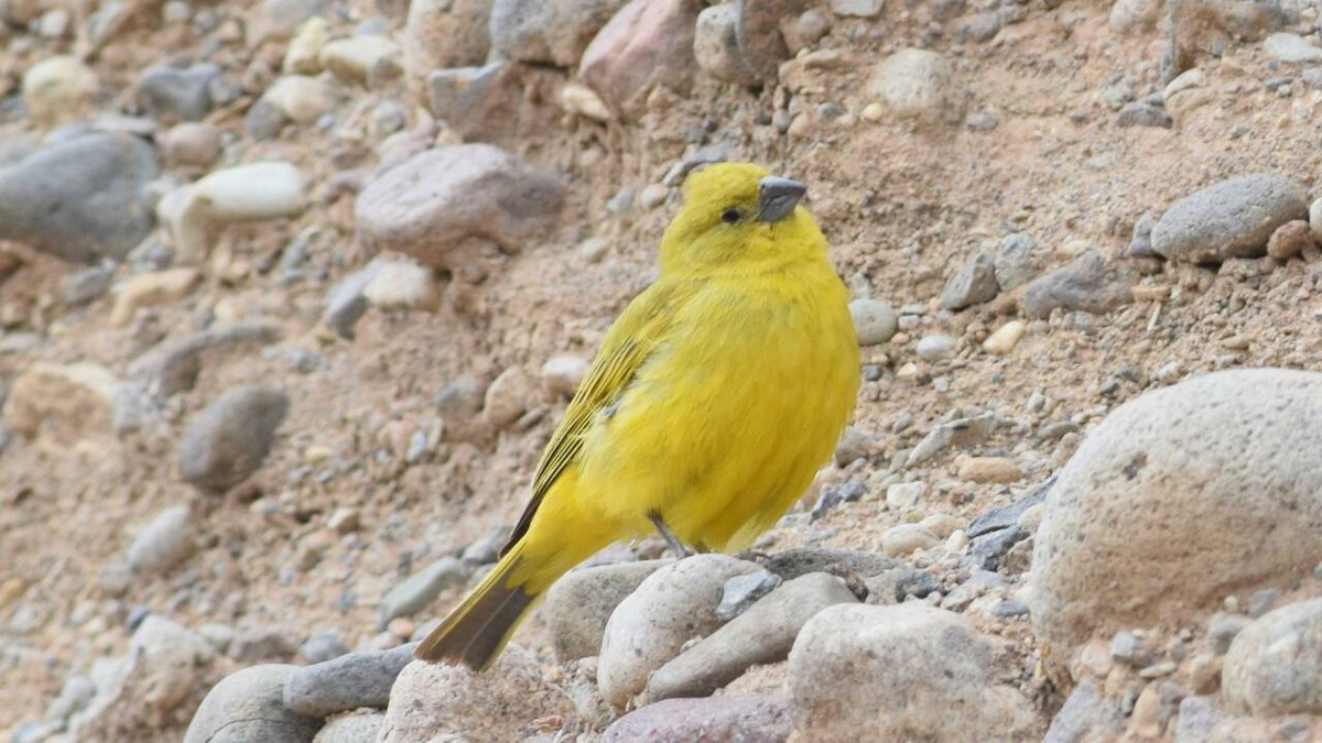 Puna Yellow-Finch - joel diaz