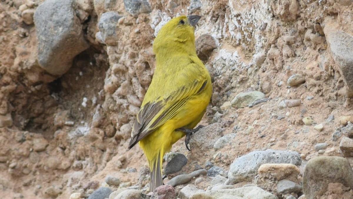 Puna Yellow-Finch - ML51990491