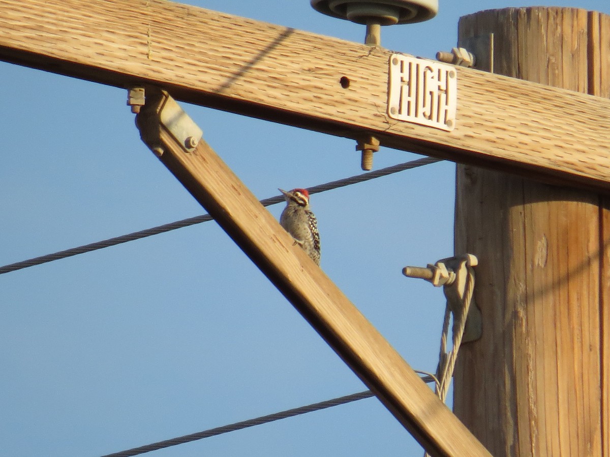 Ladder-backed Woodpecker - Henry Burton