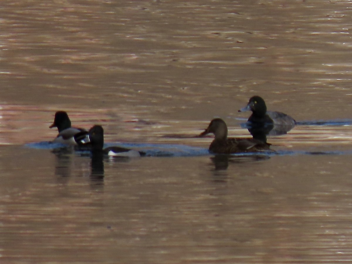 Greater Scaup - ML519908771
