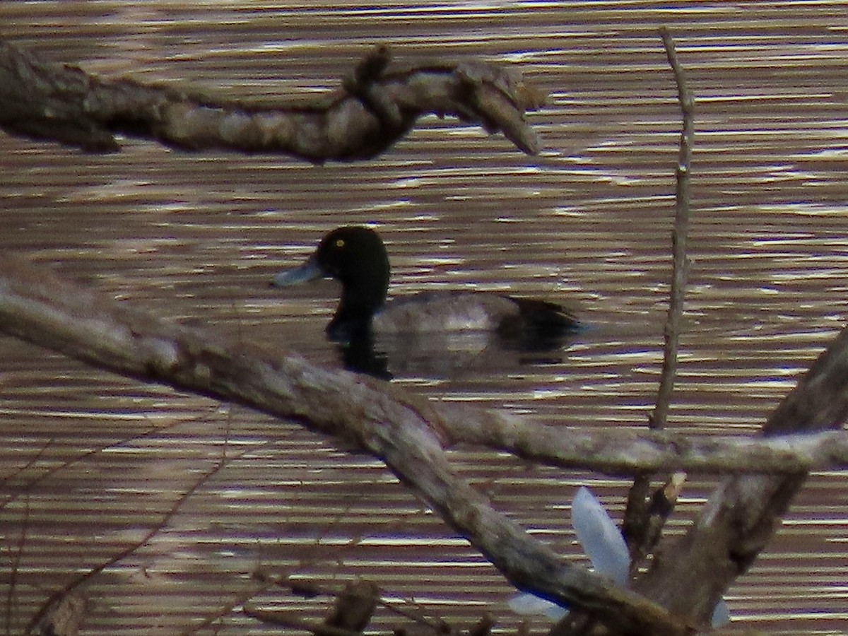 Greater Scaup - ML519908791