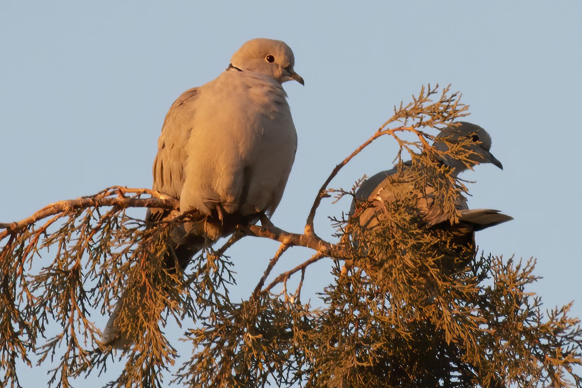 Eurasian Collared-Dove - ML519910781