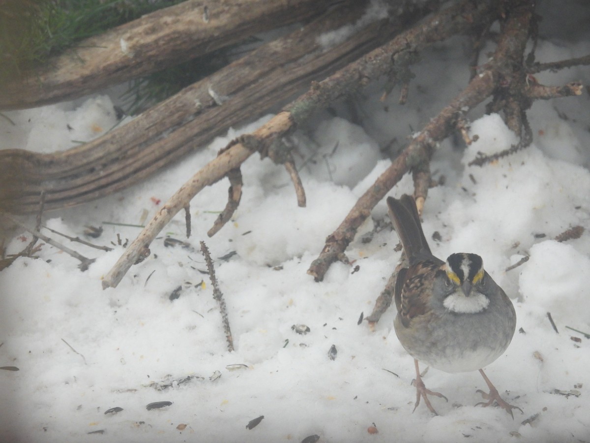 White-throated Sparrow - ML519912791
