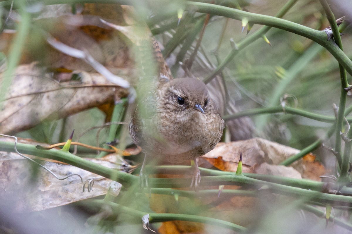 ebird-checklist-3-jan-2023-massapequa-preserve-massapequa-lake