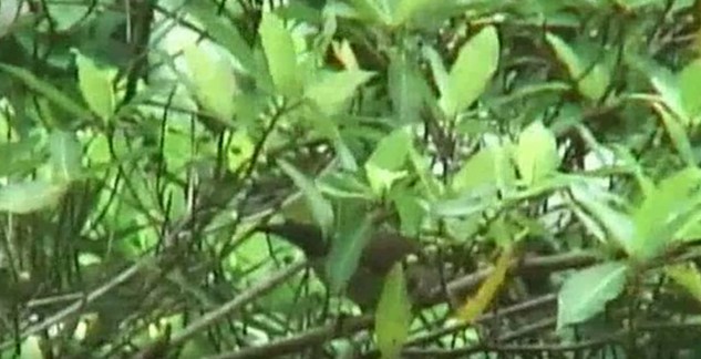 Helmeted Friarbird (New Guinea) - ML519921781