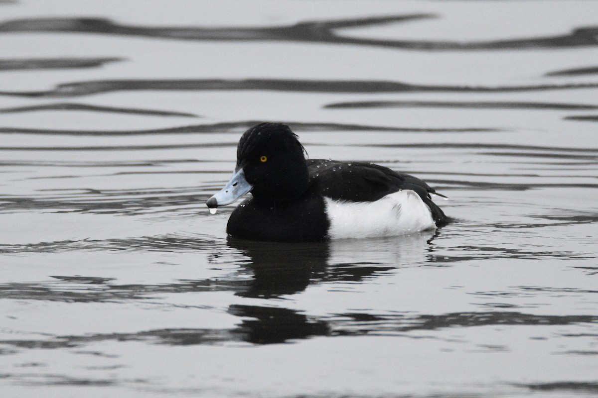 Tufted Duck - ML519924771
