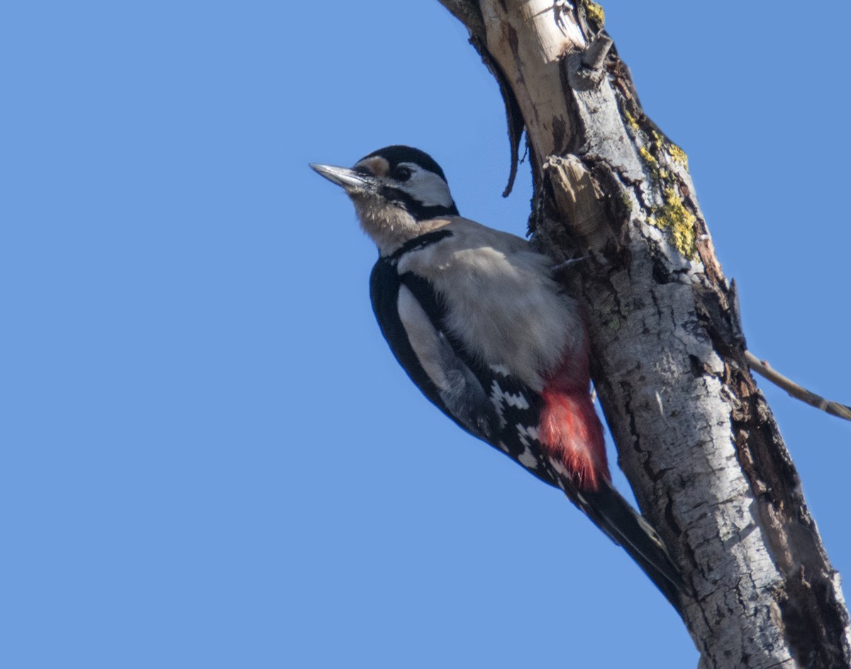 Great Spotted Woodpecker - Giota Bourneli