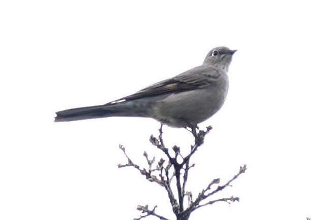 Townsend's Solitaire - ML519930781