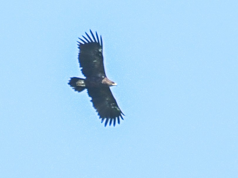 Greater Spotted Eagle - ML519934901