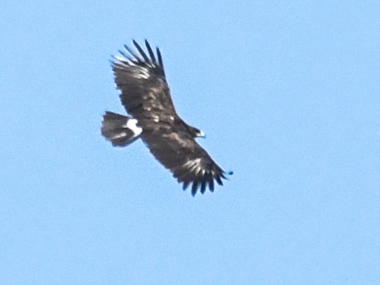 Greater Spotted Eagle - ML519934911