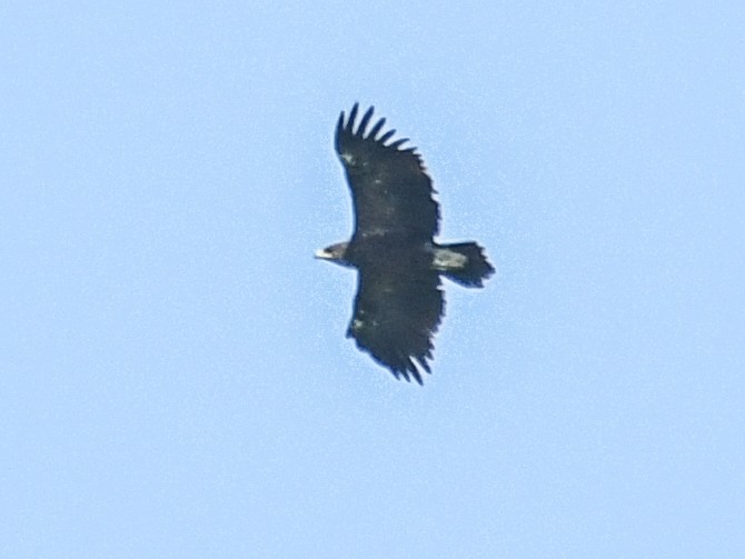 Greater Spotted Eagle - ML519934931