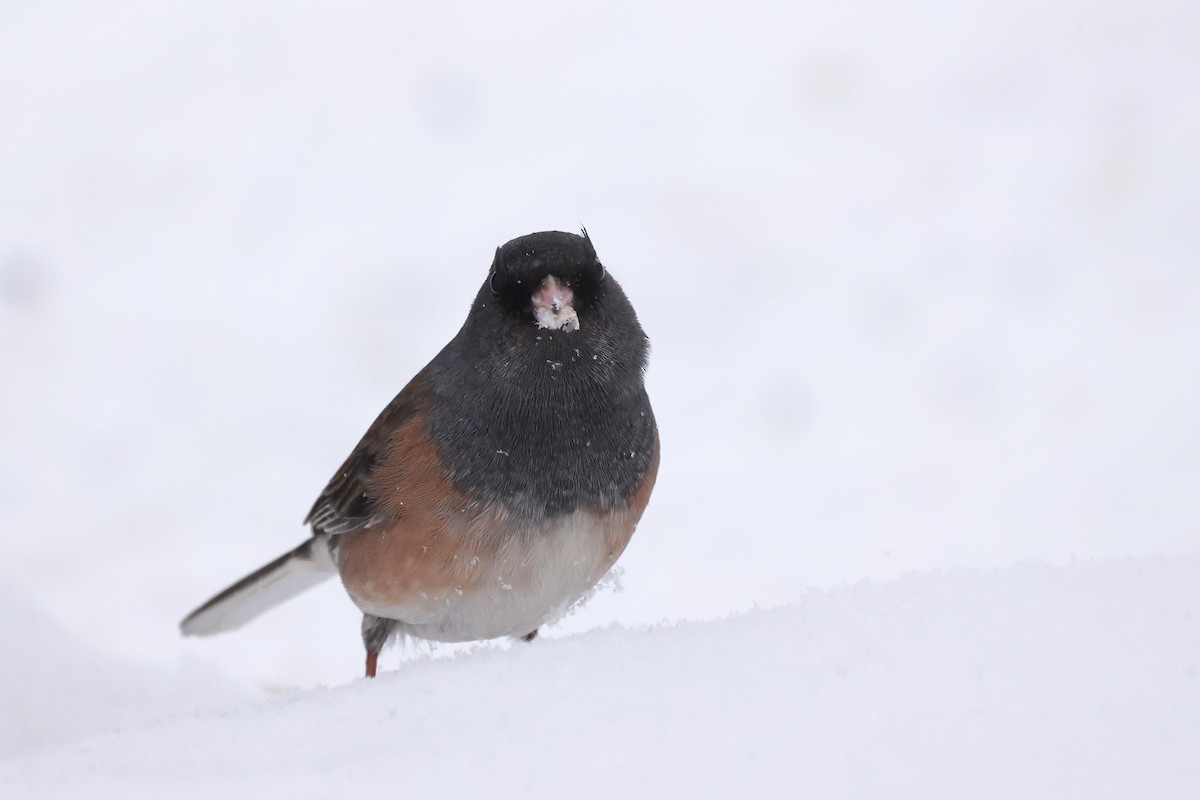 Dark-eyed Junco (Pink-sided) - Tory Mathis