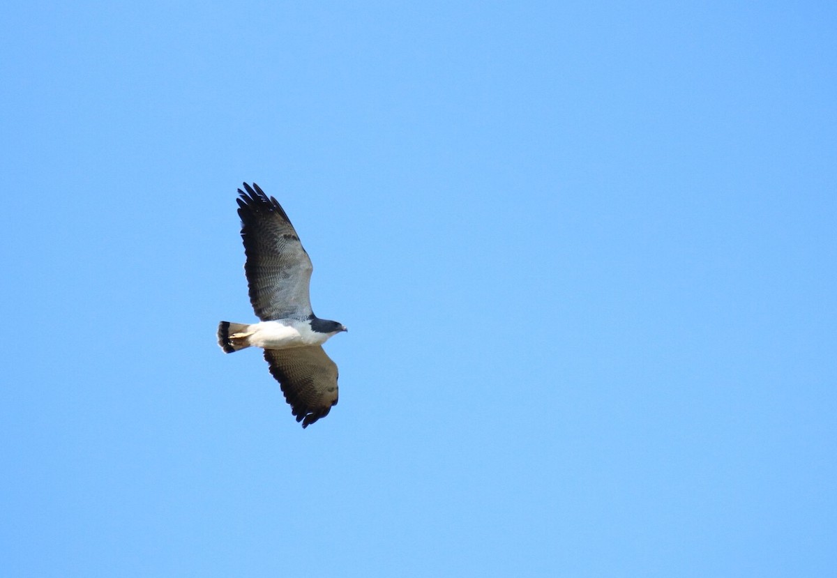 White-tailed Hawk - Oscar Wilhelmy
