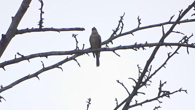 Greater Pewee - ML519944661