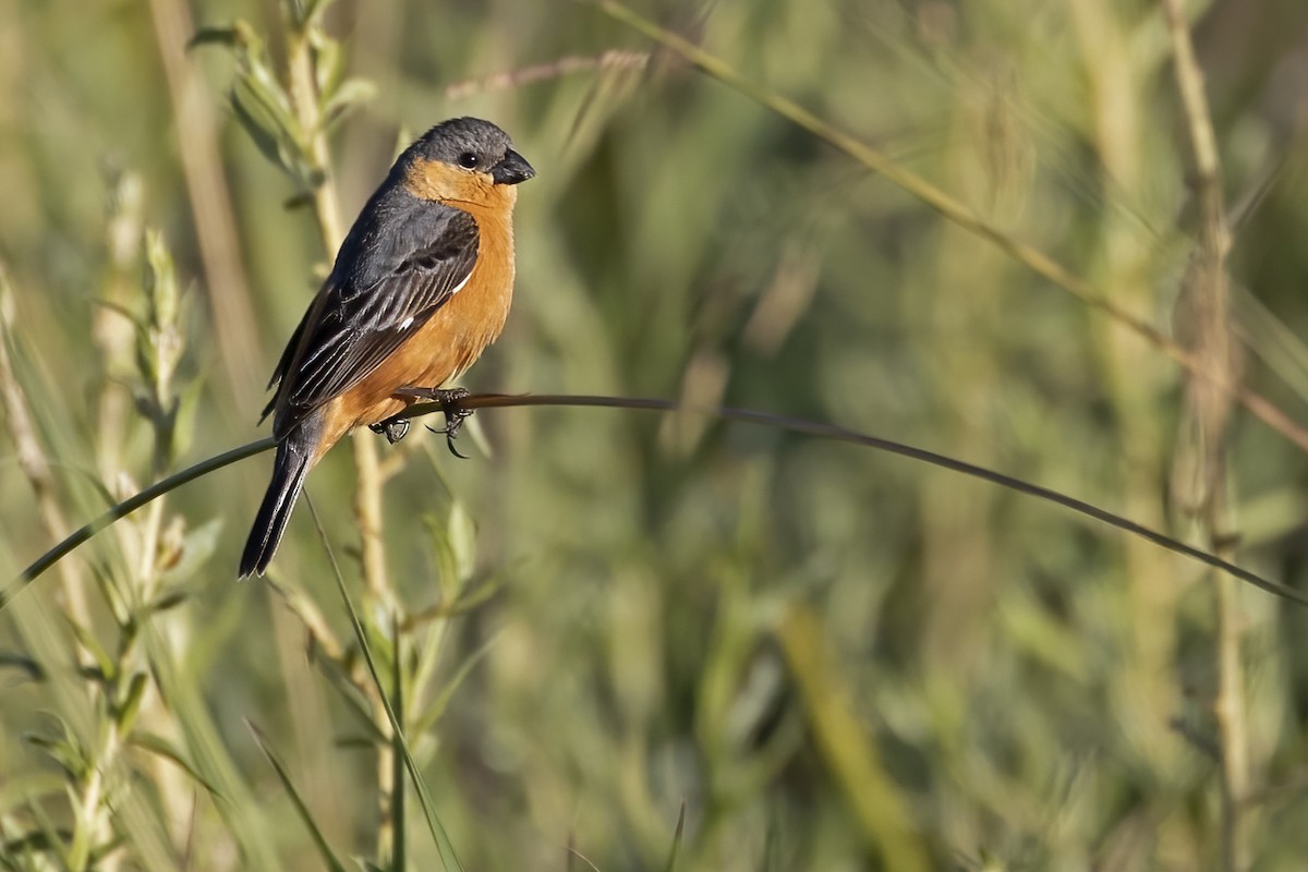 Tawny-bellied Seedeater - ML519947611