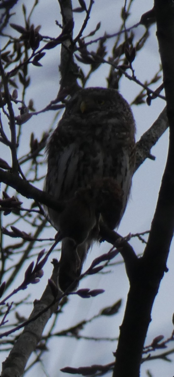 Eurasian Pygmy-Owl - Miloš Weidenhöfer