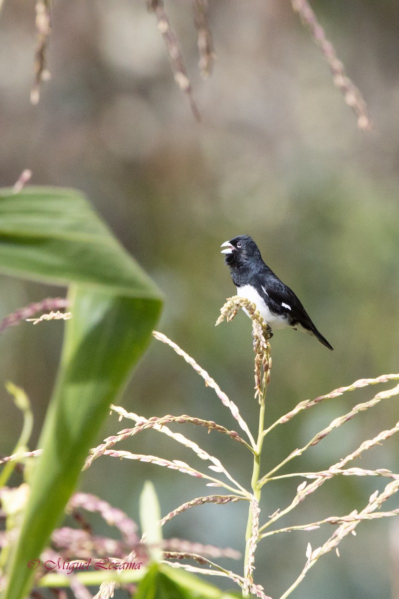 Black-and-white Seedeater - ML519966071